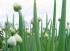 Propiedades de Allium fistulosum en la Medicina China Propiedades de Allium fistulosum en la Medicina China